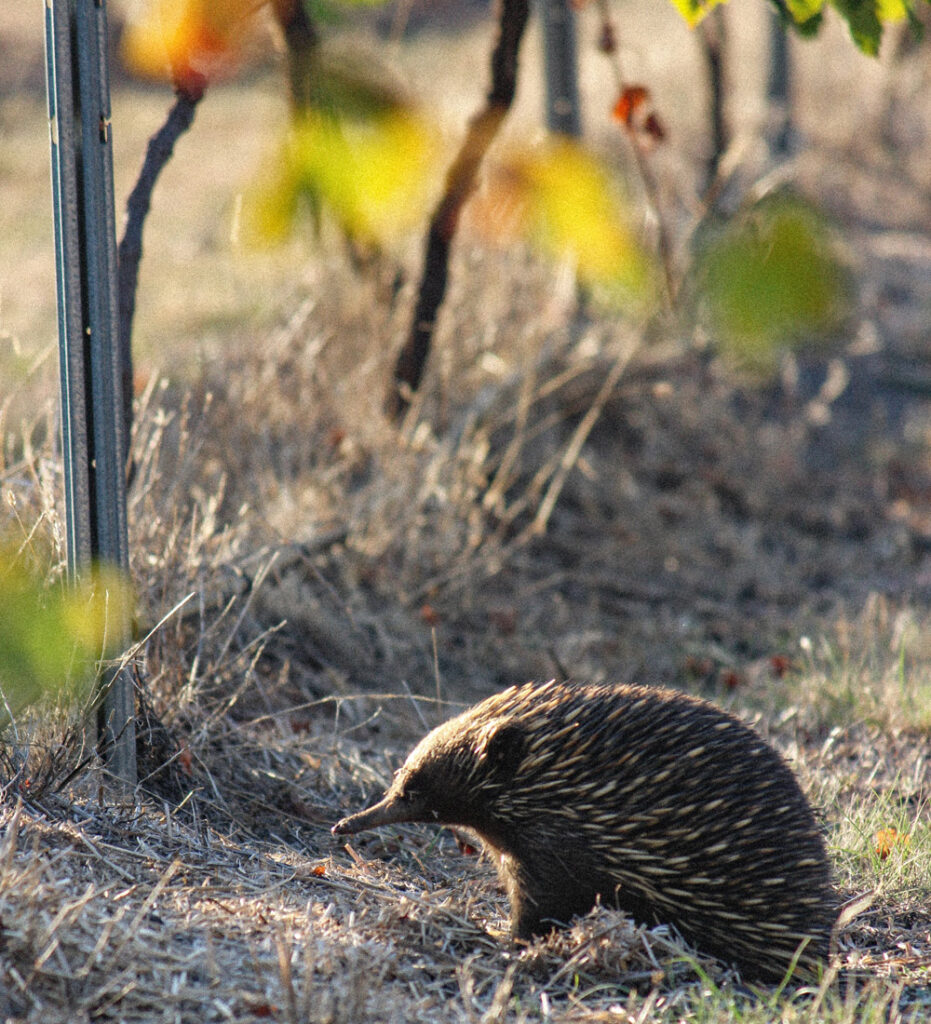 Echidna at Dogrock vineyard